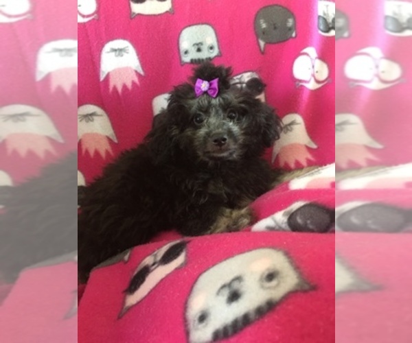 Medium Photo #1  Breeder Profile in PUNTA GORDA, FL, USA