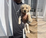 Small breeder photo