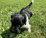 Small #4 Breeder Profile image