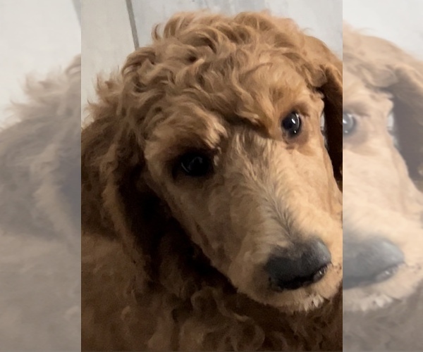 Medium Photo #1  Breeder Profile in LAS CRUCES, NM, USA