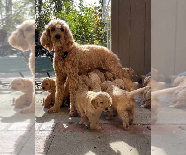 Medium Photo #1  Breeder Profile in CASTRO VALLEY, CA, USA
