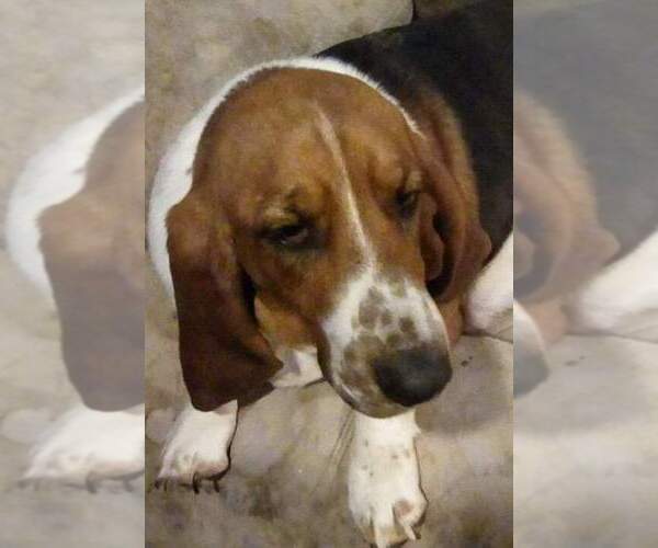Medium Photo #1  Breeder Profile in CINCINNATUS, NY, USA