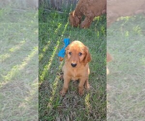 Goldendoodle Dog Breeder near ODESSA, TX, USA