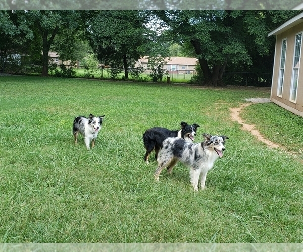 Medium Photo #13  Breeder Profile in HUNTSVILLE, AL, USA