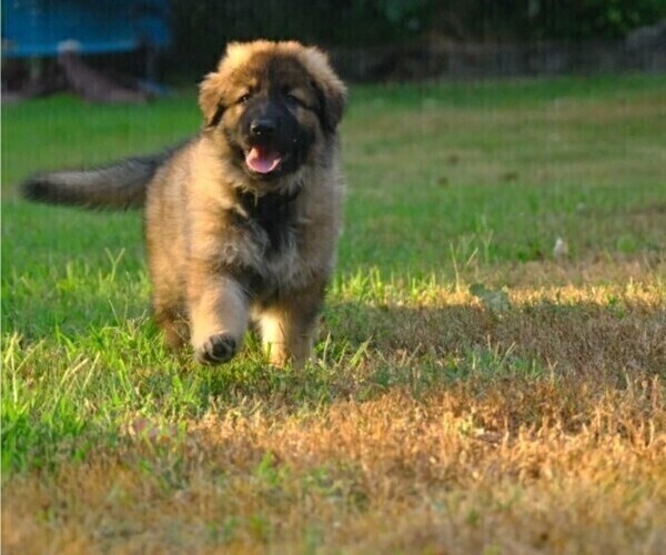 Medium Photo #1  Breeder Profile in THE PLAINS, VA, USA