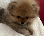 Small #30 Breeder Profile image