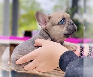 French Bulldog Dog Breeder in LEHIGH ACRES,  USA