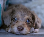 Small breeder photo