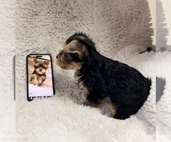 Medium Photo #9  Breeder Profile in ROCKLIN, CA, USA