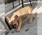 Small #72 Breeder Profile image