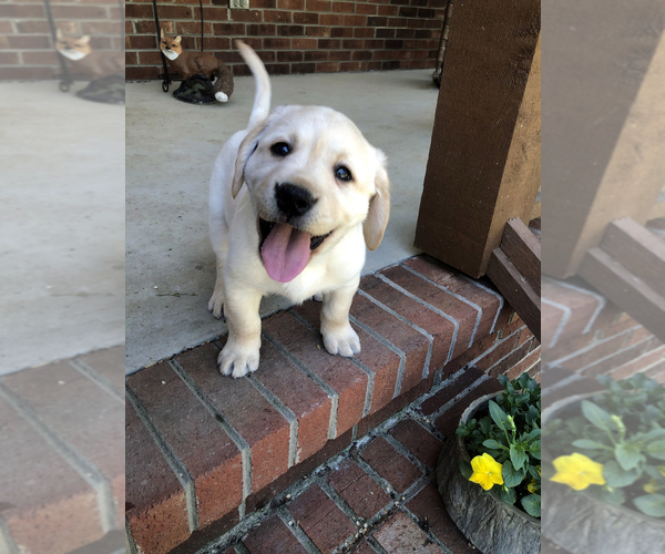 Medium Photo #3  Breeder Profile in HIGH POINT, NC, USA