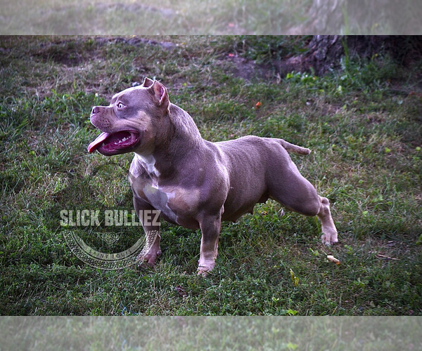 Medium Photo #1  Breeder Profile in MOSCOW MILLS, MO, USA