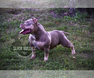 American Bully Dog Breeder near MOSCOW MILLS, MO, USA