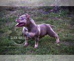 Small breeder photo