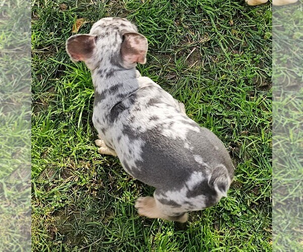 Medium Photo #82  Breeder Profile in CHINO HILLS, CA, USA