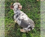 Small #81 Breeder Profile image