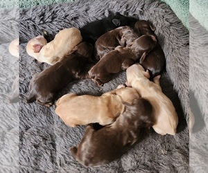 Cocker Spaniel Dog Breeder in SNOWFLAKE,  USA