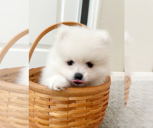 Pomeranian Dog Breeder near SAN DIEGO, CA, USA