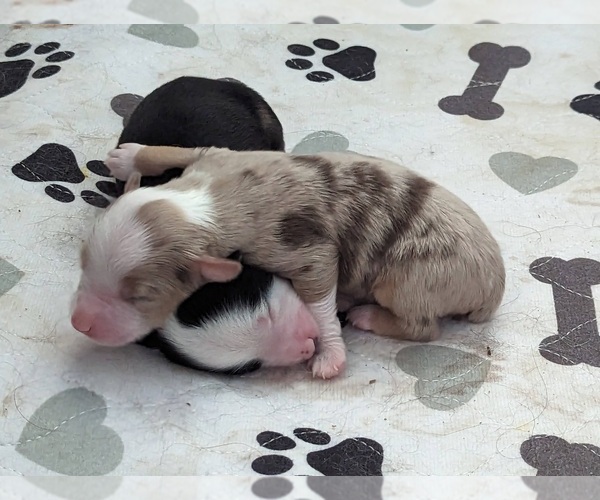 Medium Photo #1  Breeder Profile in MESA, AZ, USA