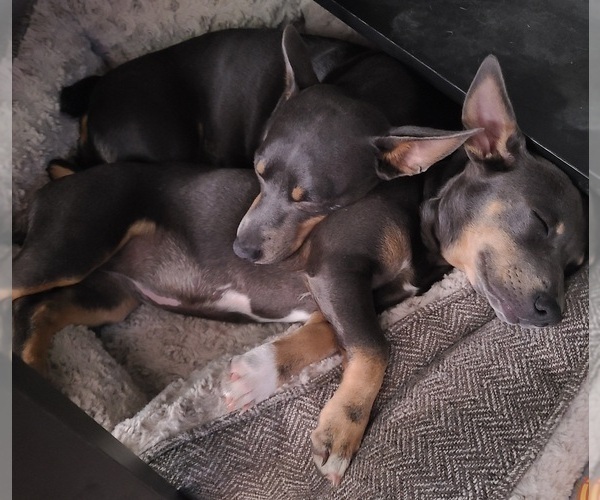 Medium Photo #21  Breeder Profile in CLAREMORE, OK, USA