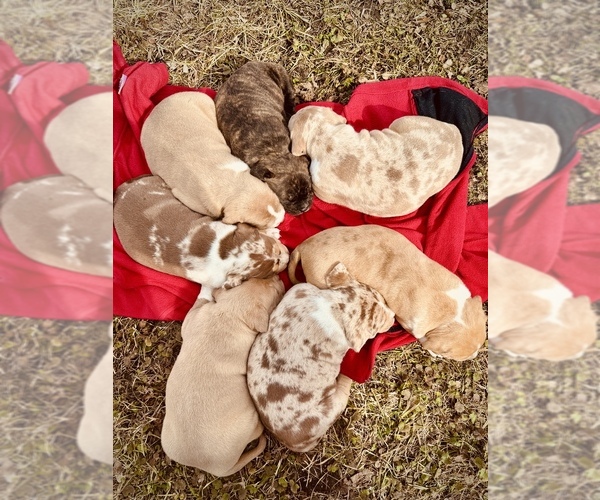 Medium Photo #1  Breeder Profile in GROVE CITY, MN, USA