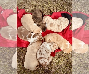 American Bully Dog Breeder near GROVE CITY, MN, USA