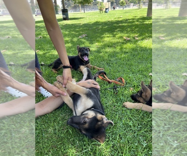 Medium Photo #4  Breeder Profile in LOS ANGELES, CA, USA