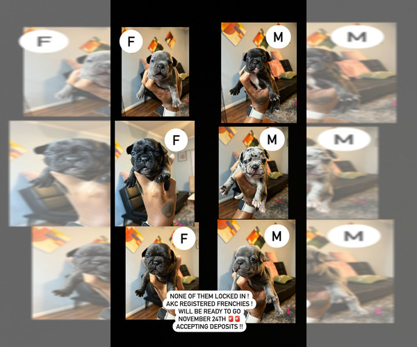 Medium Photo #1  Breeder Profile in MILLEDGEVILLE, GA, USA