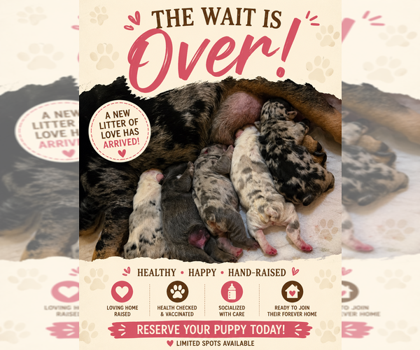 Medium Photo #4  Breeder Profile in GLEN BURNIE, MD, USA