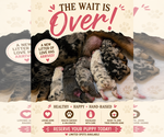 Small #3 Breeder Profile image