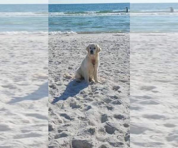 Medium Photo #18  Breeder Profile in JEFFERSON, GA, USA