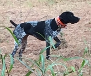 German Shorthaired Pointer Dog Breeder near GAINESVILLE, GA, USA