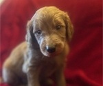 Small #2 Breeder Profile image