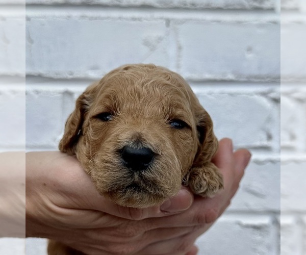 Medium Photo #41  Breeder Profile in POWELL, TN, USA