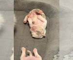 Small #17 Breeder Profile image