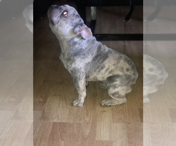 Medium Photo #3  Breeder Profile in PHOENIX, AZ, USA