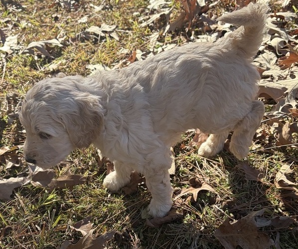 Medium Photo #19  Breeder Profile in FAYETTEVILLE, GA, USA