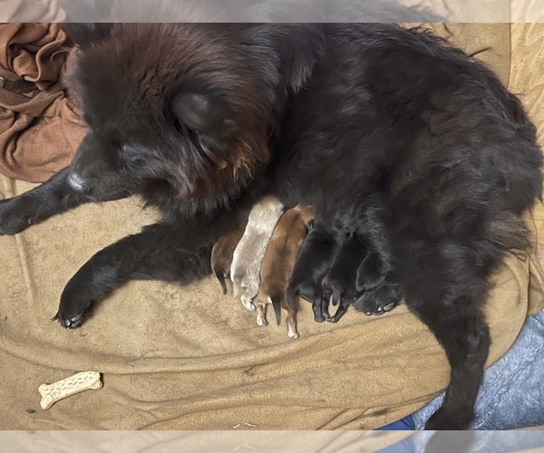 Medium Photo #1  Breeder Profile in BELL CANYON, CA, USA