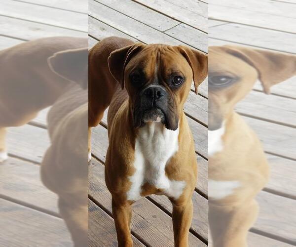 Medium Photo #8  Breeder Profile in CABOOL, MO, USA