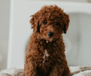 Goldendoodle (Miniature) Dog Breeder near LA HABRA, CA, USA