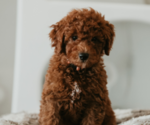 Small breeder photo