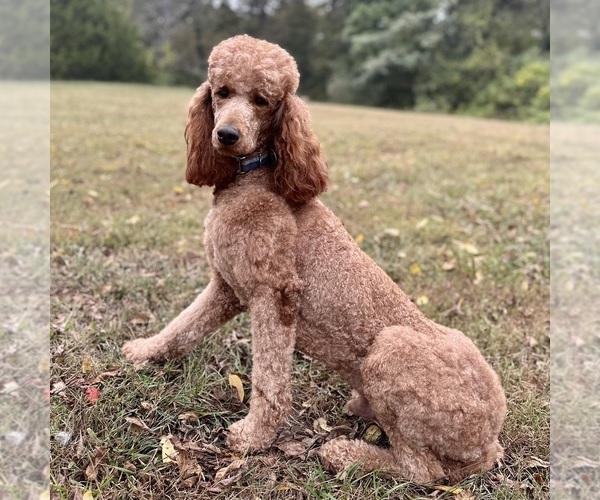 Medium Photo #20  Breeder Profile in POWELL, TN, USA