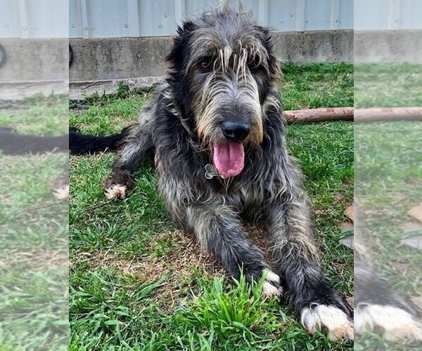 Medium Photo #1  Breeder Profile in BURLESON, TX, USA