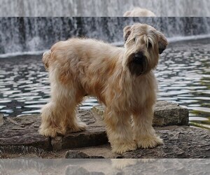 Soft Coated Wheaten Terrier Dog Breeder near DOSS, MO, USA