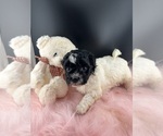 Small #3 Breeder Profile image