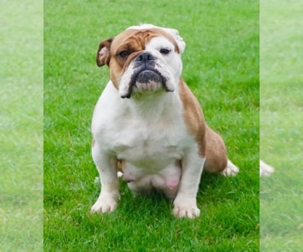 Medium Photo #3  Breeder Profile in NAPPANEE, IN, USA