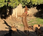 Small breeder photo