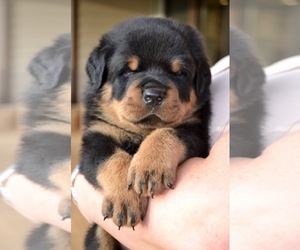 Rottweiler Dog Breeder near MORGANTON, NC, USA