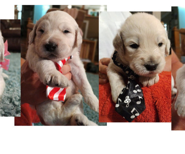 Medium Photo #20  Breeder Profile in ATHENS, TN, USA