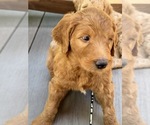 Small #10 Breeder Profile image
